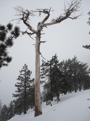 Snowy Umbrella Tree (2013)